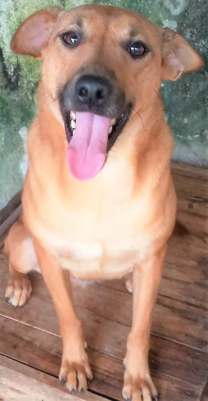 Cachorro ra a SRD-ViraLata idade 3 anos nome Lorenzo