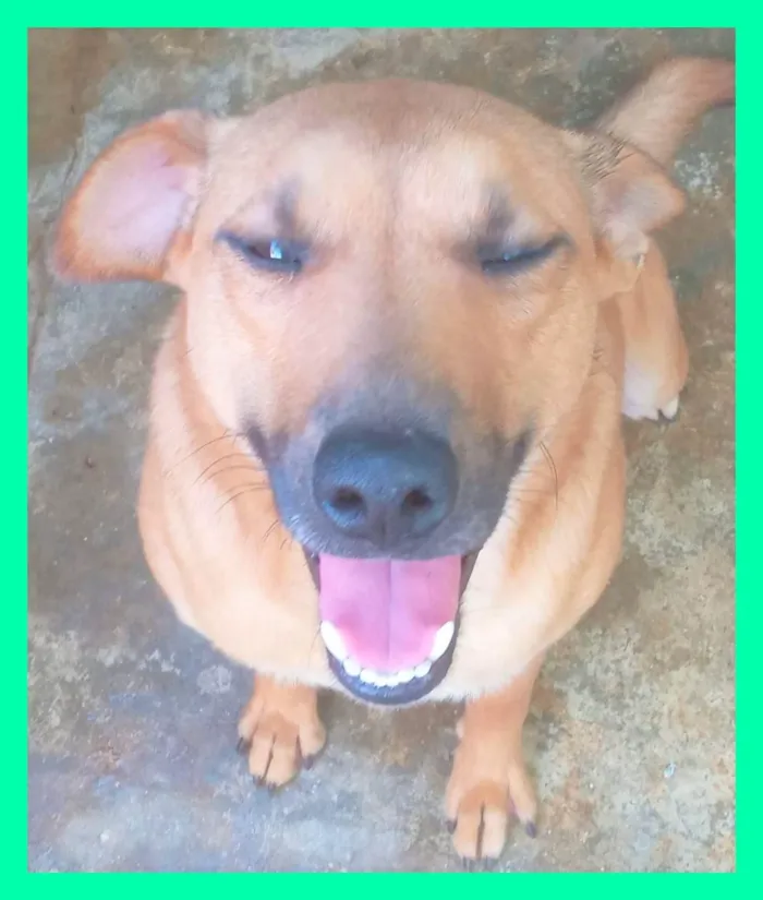 Cachorro ra a SRD-ViraLata idade 3 anos nome Lorenzo