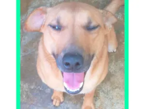 Cachorro raça SRD-ViraLata idade 3 anos nome Lorenzo