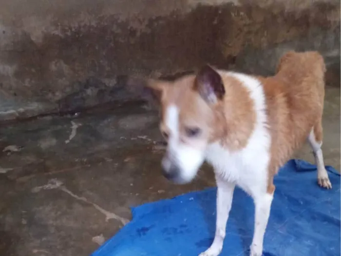 Cachorro ra a SRD-ViraLata idade 6 ou mais anos nome Lupi