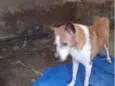 Lupi