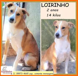 Cachorro raça SRD-ViraLata idade 2 anos nome Loirinho