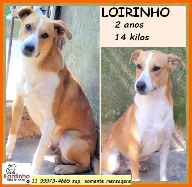 Cachorro ra a SRD-ViraLata idade 2 anos nome Loirinho