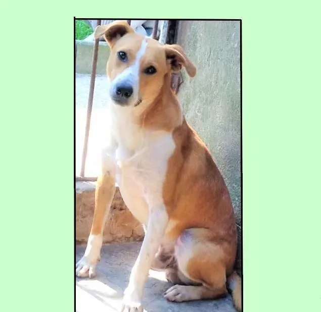 Cachorro ra a SRD-ViraLata idade 2 anos nome Loirinho