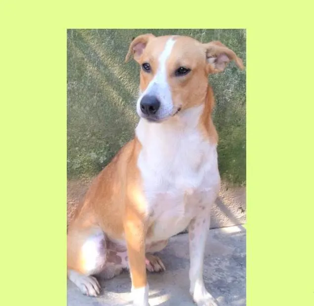 Cachorro ra a SRD-ViraLata idade 2 anos nome Loirinho