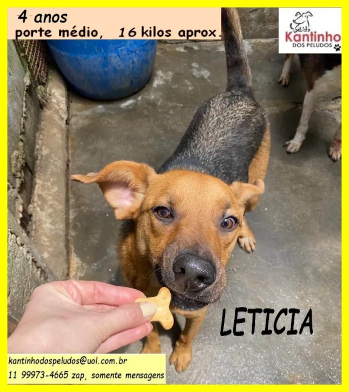Cachorro ra a SRD-ViraLata idade 4 anos nome Letícia