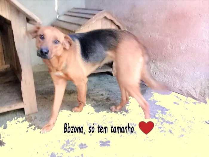 Cachorro ra a SRD-ViraLata idade 4 anos nome Letícia