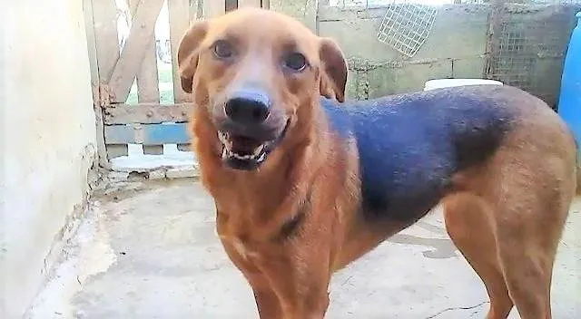Cachorro ra a SRD-ViraLata idade 4 anos nome Letícia