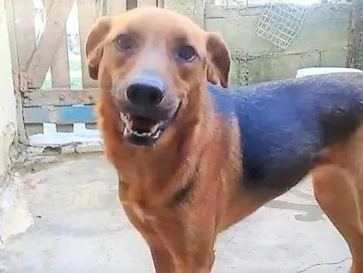 Cachorro raça SRD-ViraLata idade 4 anos nome Letícia