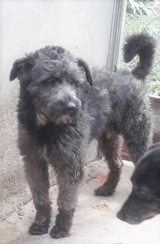 Cachorro ra a SRD-ViraLata idade 2 anos nome Karina