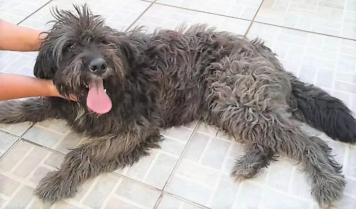 Cachorro ra a SRD-ViraLata idade 2 anos nome Karina