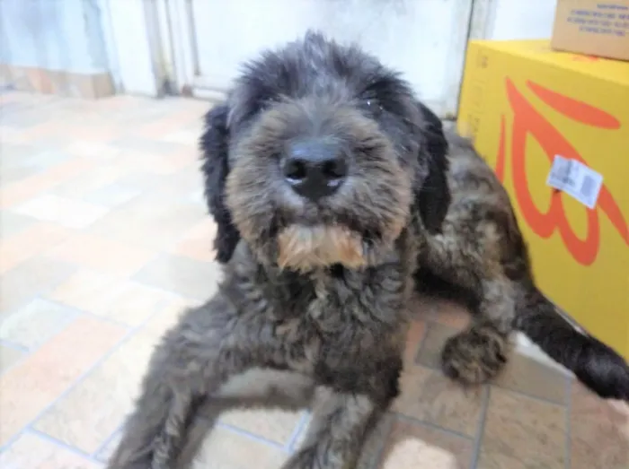 Cachorro ra a SRD-ViraLata idade 2 anos nome Karina