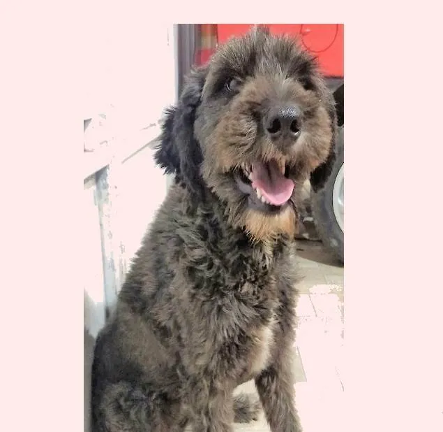 Cachorro ra a SRD-ViraLata idade 2 anos nome Karina
