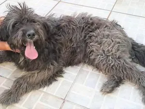 Cachorro raça SRD-ViraLata idade 2 anos nome Karina