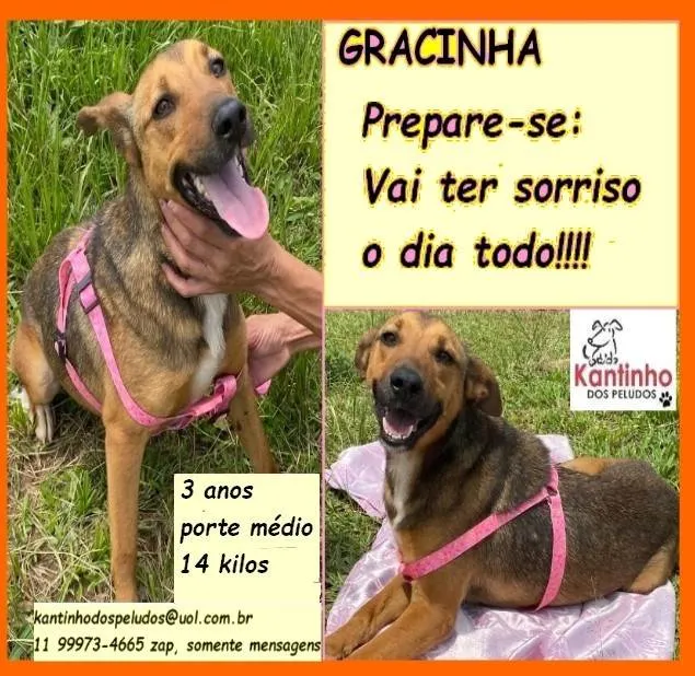 Cachorro ra a SRD-ViraLata idade 3 anos nome Gracinha