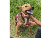 Cachorro raça SRD-ViraLata idade 3 anos nome Gracinha