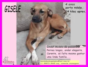 Cachorro raça SRD-ViraLata idade 4 anos nome Gisele