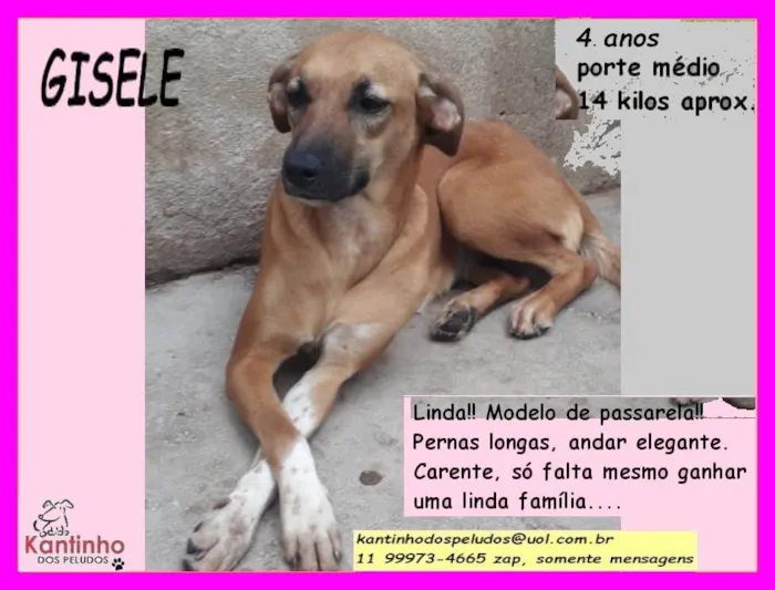 Cachorro ra a SRD-ViraLata idade 4 anos nome Gisele