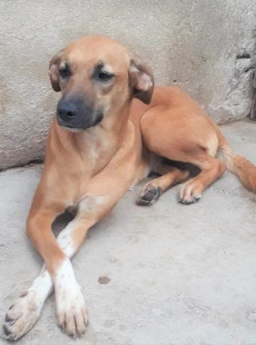Cachorro ra a SRD-ViraLata idade 4 anos nome Gisele
