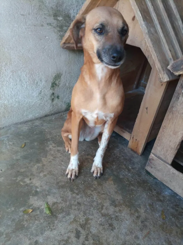 Cachorro ra a SRD-ViraLata idade 4 anos nome Gisele