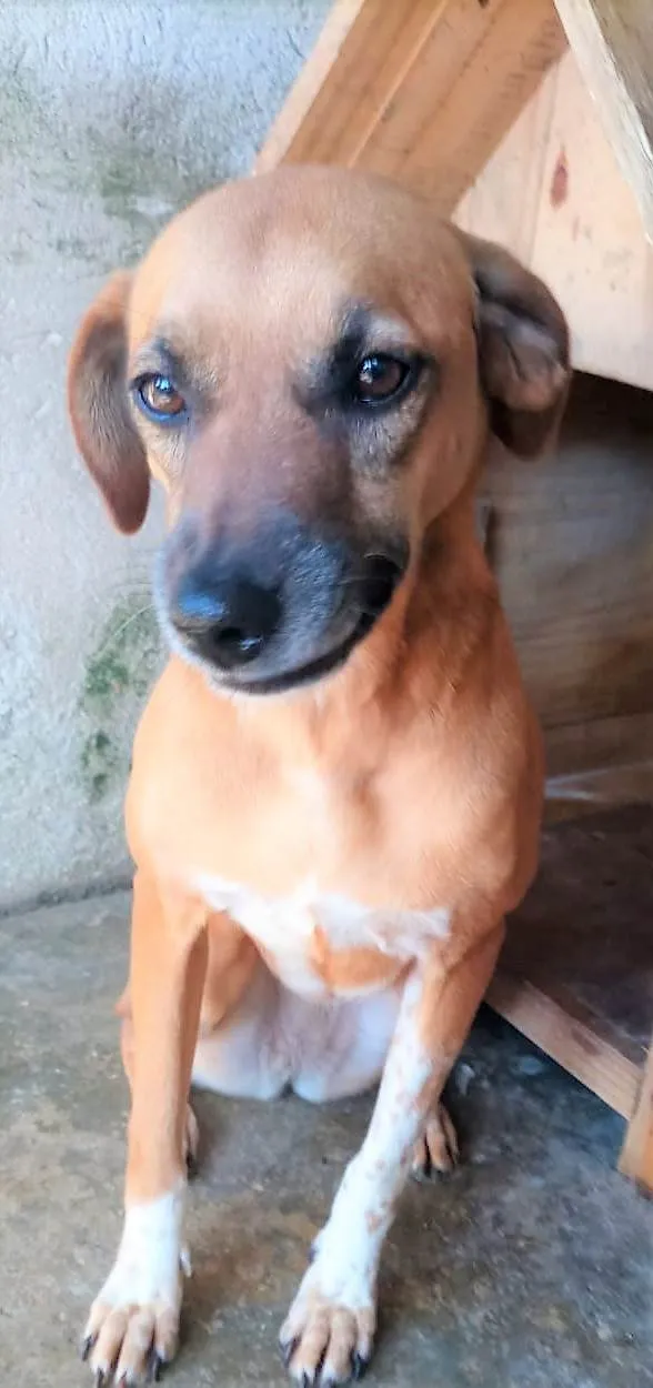 Cachorro ra a SRD-ViraLata idade 4 anos nome Gisele