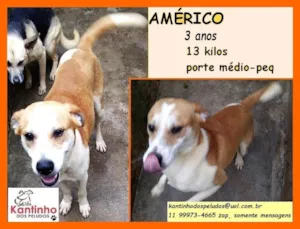 Cachorro raça SRD-ViraLata idade 3 anos nome Américo