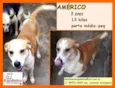 Américo
