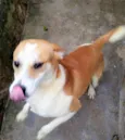 Américo
