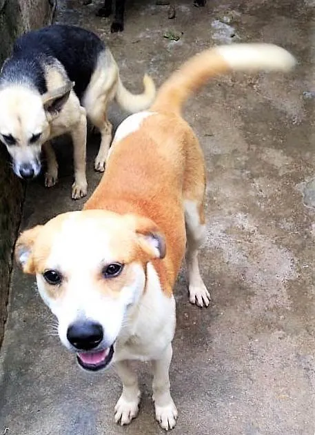 Cachorro ra a SRD-ViraLata idade 3 anos nome Américo