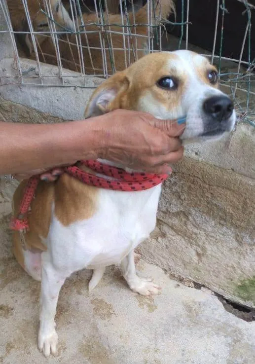 Cachorro ra a SRD-ViraLata idade 3 anos nome Américo