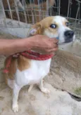 Américo