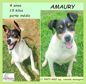 Cachorro raça SRD-ViraLata idade 4 anos nome Amaury