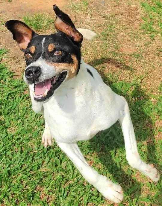 Cachorro ra a SRD-ViraLata idade 4 anos nome Amaury