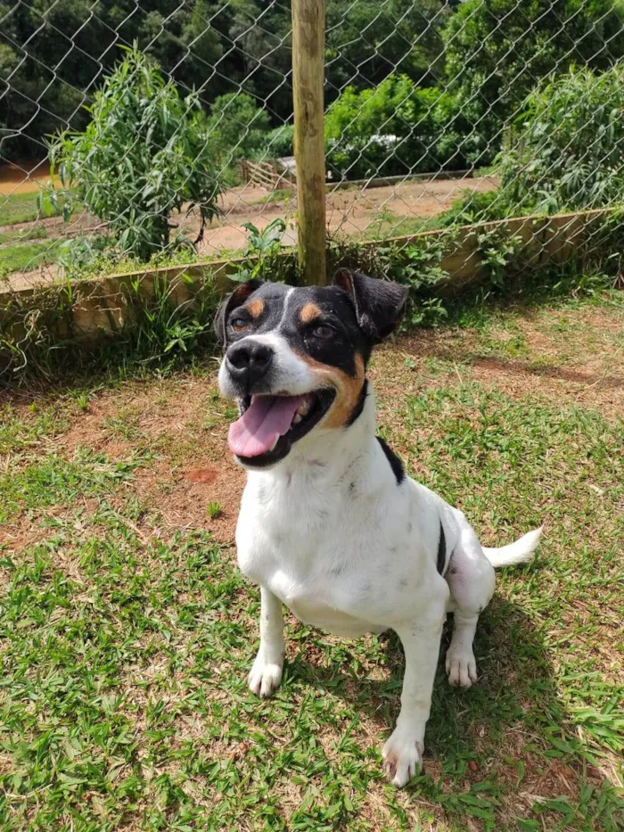 Cachorro ra a SRD-ViraLata idade 4 anos nome Amaury