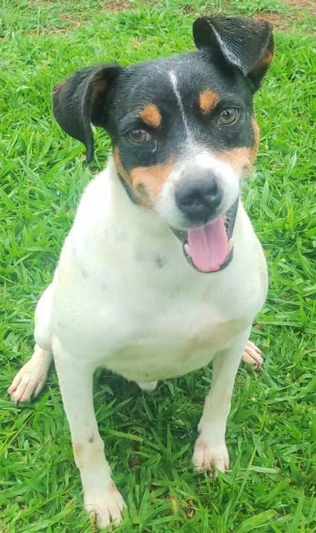 Cachorro ra a SRD-ViraLata idade 4 anos nome Amaury