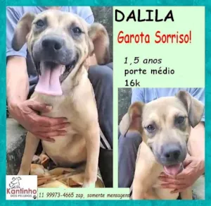 Cachorro raça SRD-ViraLata idade 1 ano nome Dalila