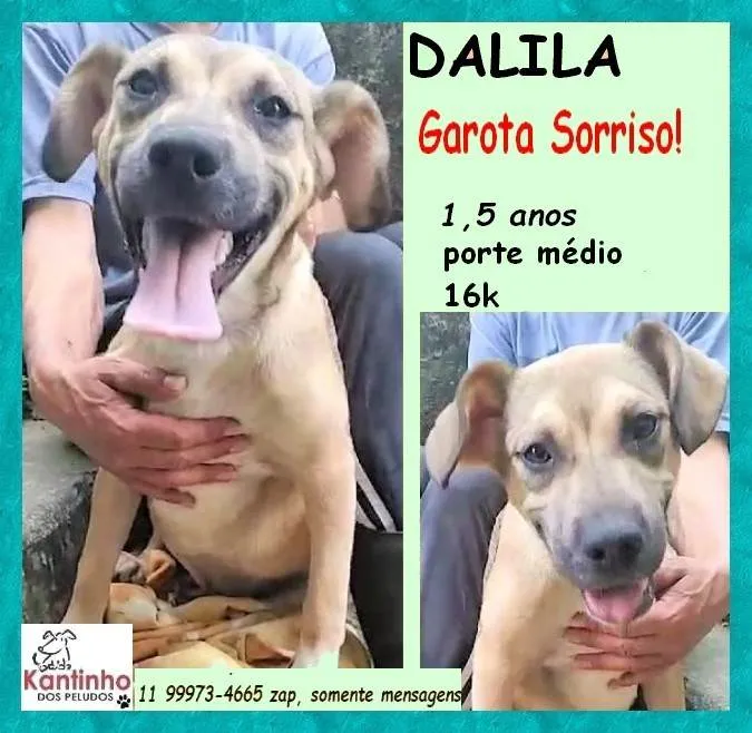 Cachorro ra a SRD-ViraLata idade 1 ano nome Dalila