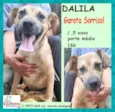 Dalila