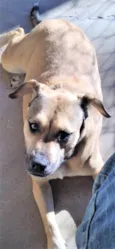 Dalila