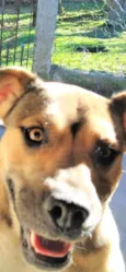 Dalila