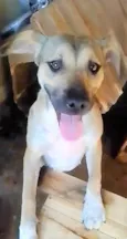 Dalila