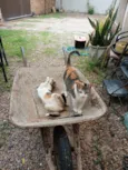 Cat e gatinha