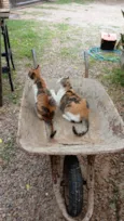 Cat e gatinha
