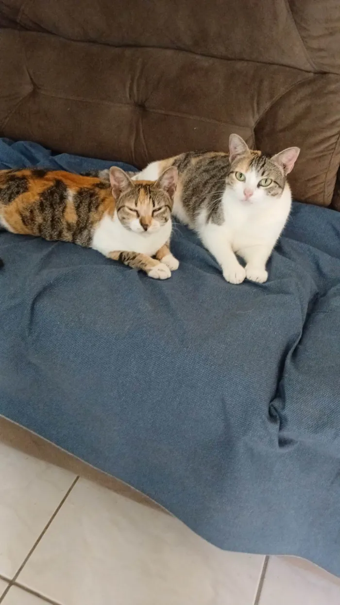 Gato ra a SRD-ViraLata idade 1 ano nome Cat e gatinha 