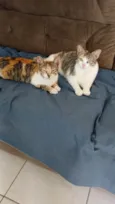 Cat e gatinha