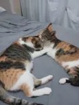 Cat e gatinha