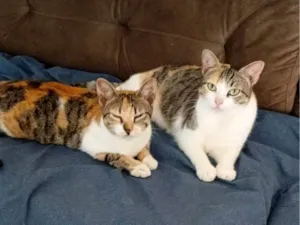 Gato raça SRD-ViraLata idade 1 ano nome Cat e gatinha 