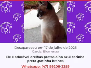 Gato raça Siamês idade 7 a 11 meses nome Poisedon 