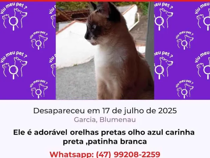 Gato ra a Siamês idade 7 a 11 meses nome Poisedon 
