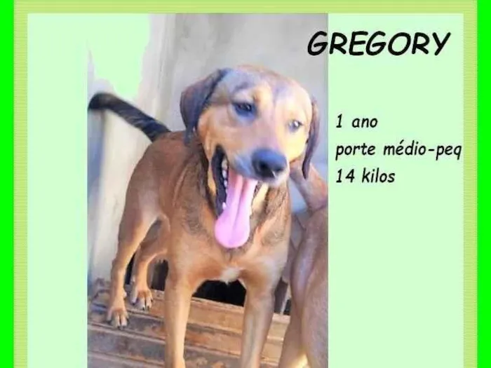 Cachorro ra a SRD-ViraLata idade 1 ano nome Gregory